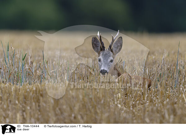Reh / roe deer / THA-10444