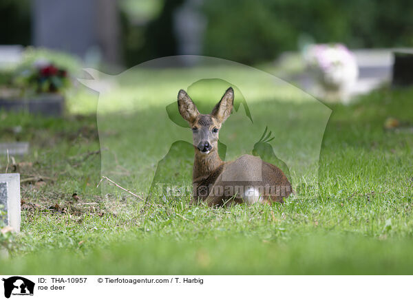 roe deer / THA-10957
