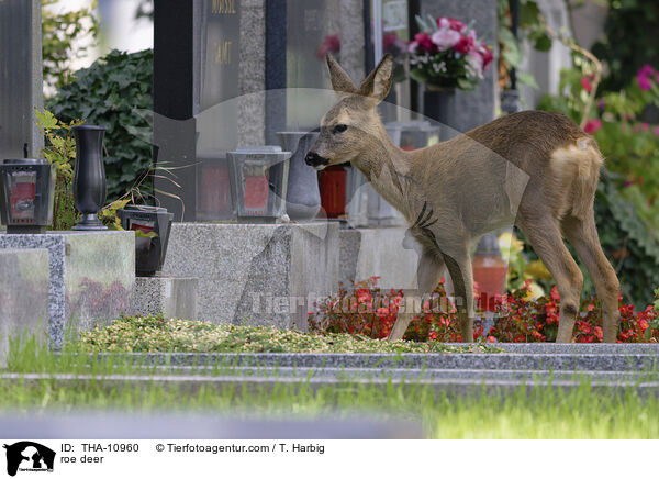 Reh / roe deer / THA-10960