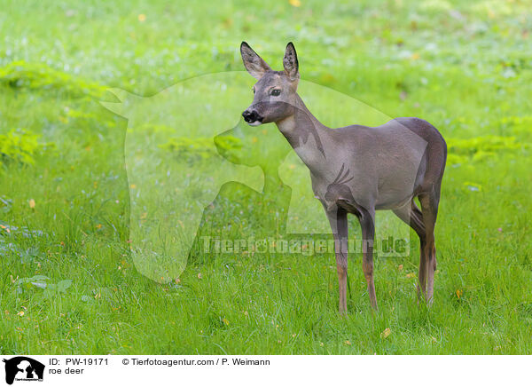 roe deer / PW-19171