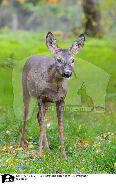 roe deer / PW-19172