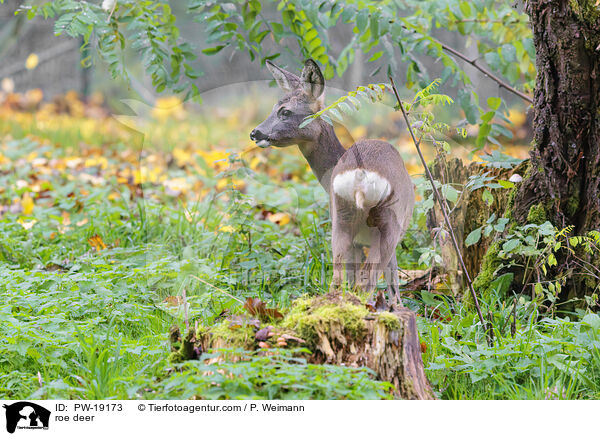 roe deer / PW-19173