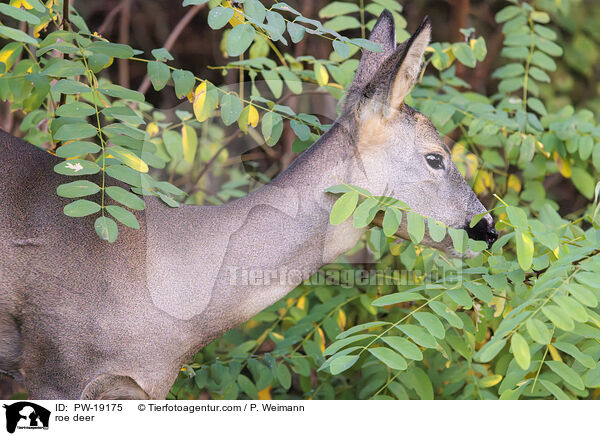 Rehwild / roe deer / PW-19175