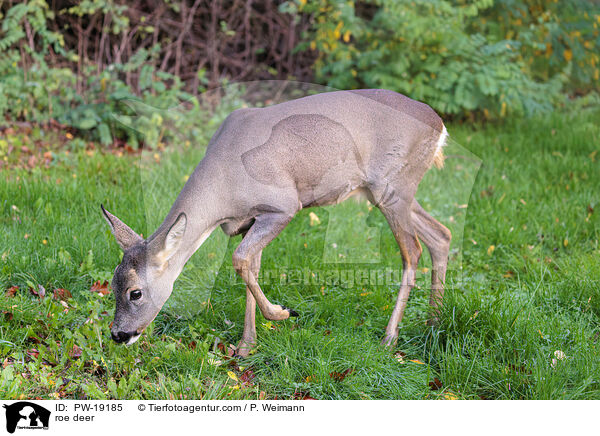 Rehwild / roe deer / PW-19185