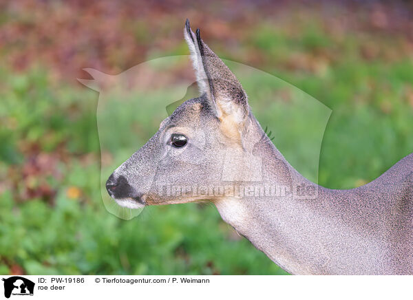 roe deer / PW-19186