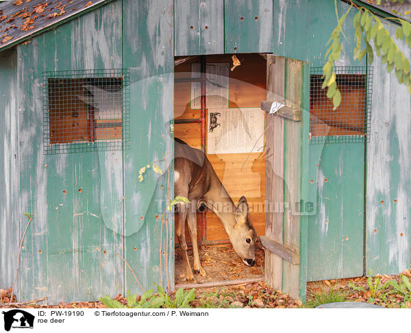 roe deer / PW-19190