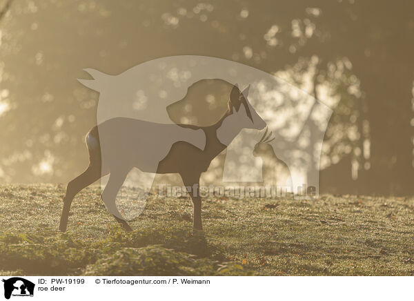 roe deer / PW-19199