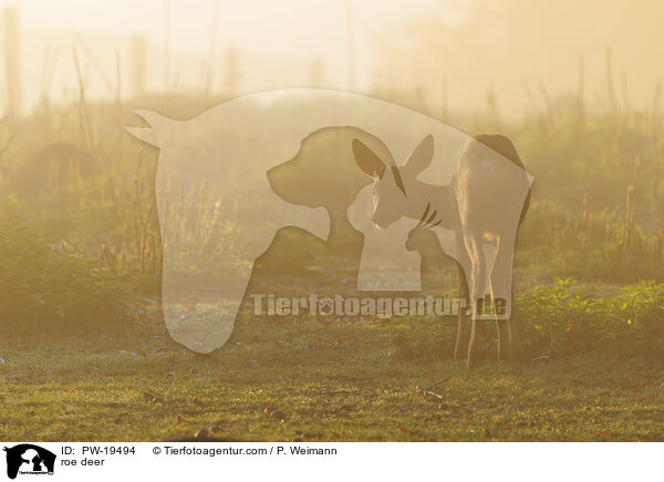 Rehwild / roe deer / PW-19494