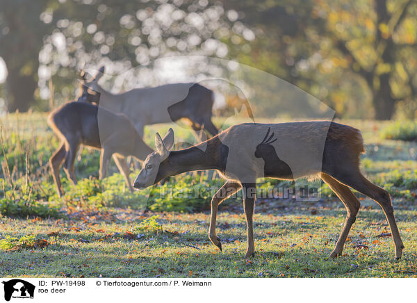 Rehwild / roe deer / PW-19498