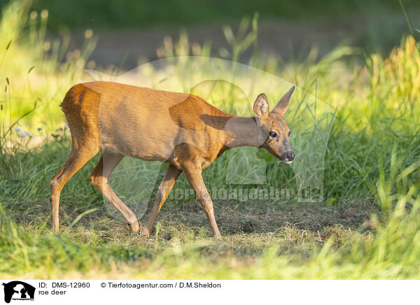 Reh / roe deer / DMS-12960