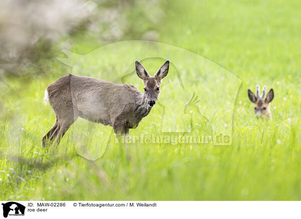 Reh / roe deer / MAW-02286