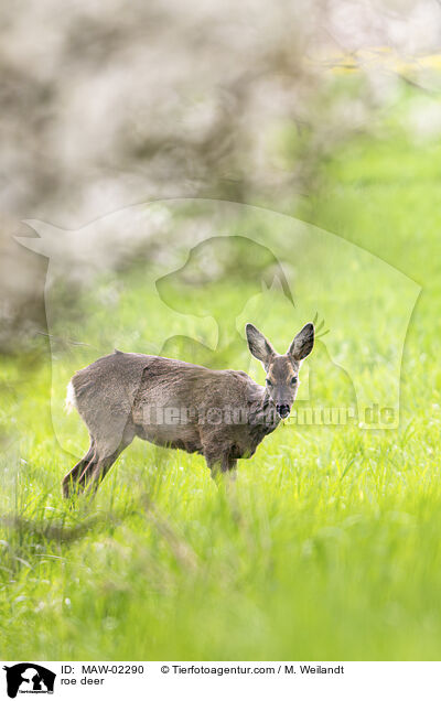Reh / roe deer / MAW-02290