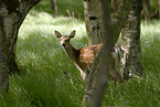 fallow deer