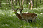 fallow deer