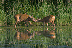 roe deer