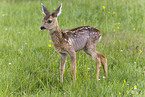 fawn