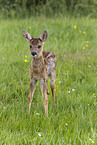 fawn