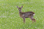 fawn