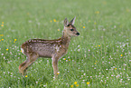 fawn