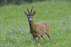 roe deer