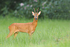 roe deer