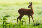 roe deer