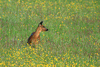 roe deer