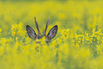 roe deer