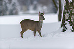standing roe deer