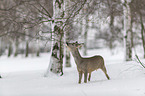 standing roe deer
