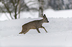 Roe Deer runs through the snow