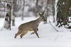 Roe Deer runs through the snow