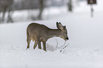 standing roe deer