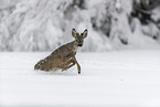 Roe Deer runs through the snow