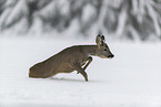 Roe Deer runs through the snow
