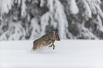 Roe Deer runs through the snow