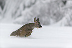 Roe Deer runs through the snow