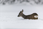 standing roe deer