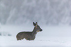 standing roe deer