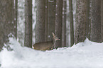 standing roe deer