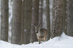 Roe Deer in the snow