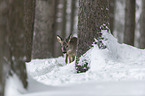 Roe Deer in the snow