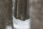 standing roe deer