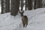 Roe Deer stands in the snow