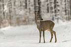 standing roe deer