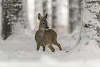 standing roe deer