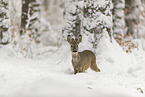 standing roe deer