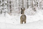 standing roe deer
