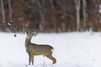 standing roe deer