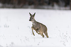 Roe Deer runs through the snow